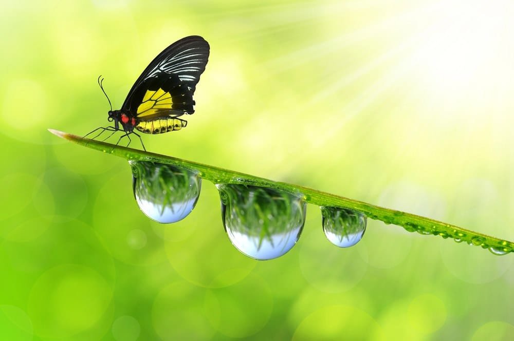 Butterfly is perched on a leaf with dew drops below it