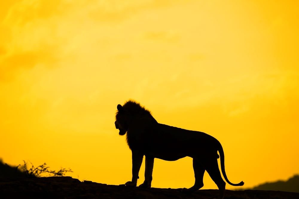 Silhouette of a lion at sunset surveying the land