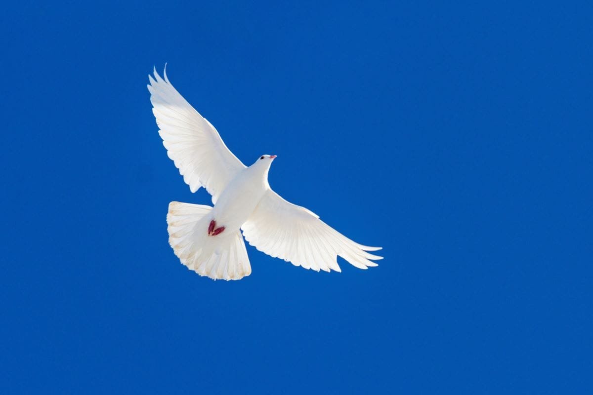 Dove flying through the air