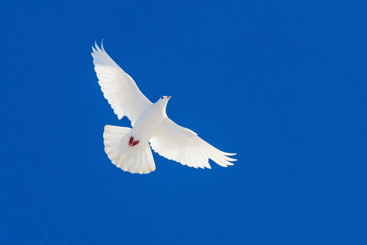 Dove flying through the air